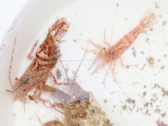 Lebbeus groenlandicus