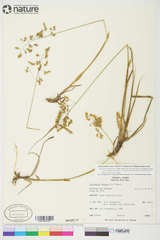 Anthoxanthum nitens nitens