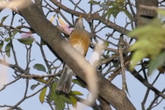 Turdus rufopalliatus