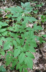 Aruncus sylvester sylvester