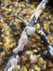 Hydnocristella himantia