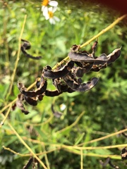 Codariocalyx motorius