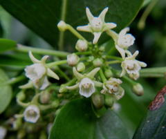 Cynanchum ellipticum