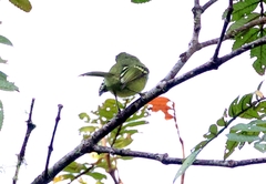 Leptopogon superciliaris