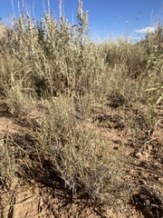 Muhlenbergia arenacea