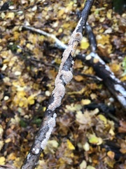 Hydnocristella himantia