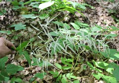 Aruncus sylvester sylvester