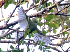 Leptopogon superciliaris