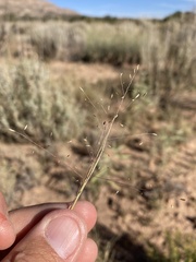 Muhlenbergia arenacea