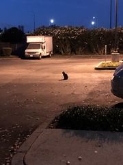 Felis catus