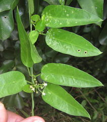 Cynanchum ellipticum