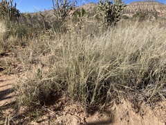 Scleropogon brevifolius