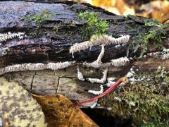 Hydnocristella himantia