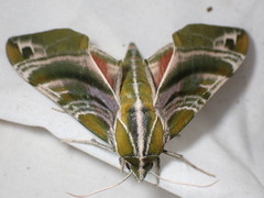 Darapsa versicolor