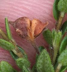 Agathosma planifolia