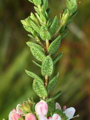 Agathosma planifolia