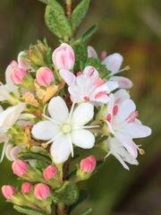 Agathosma planifolia