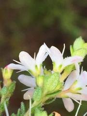 Agathosma planifolia