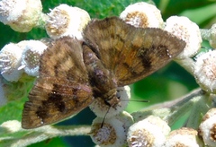 Nisoniades bromias