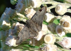 Arteurotia tractipennis tractipennis