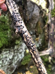 Eutypella stellulata