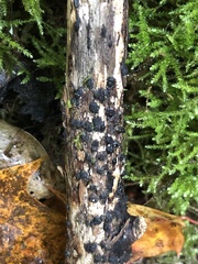 Eutypella stellulata