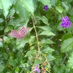 Myscelia cyaniris cyaniris