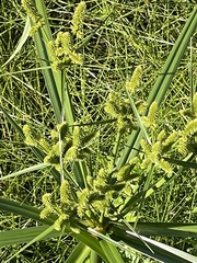 Cyperus alopecuroides