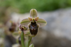 Ophrys × sommieri