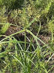 Cyperus alopecuroides