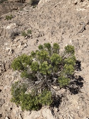 Nama carnosa