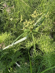 Cyperus alopecuroides