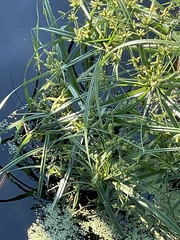 Cyperus alopecuroides