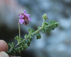 Indigofera alopecuroides