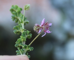 Indigofera alopecuroides