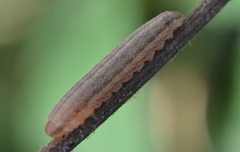 Tenthredopsis litterata