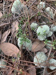 Galium bermudense
