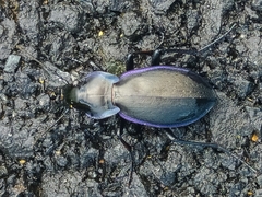 Carabus macrocephalus cantabricus