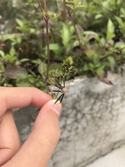 Bidens pilosa pilosa