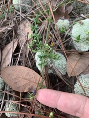 Galium bermudense