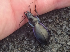 Carabus macrocephalus cantabricus