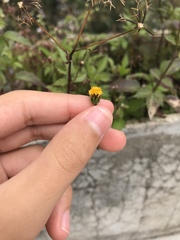 Bidens pilosa pilosa