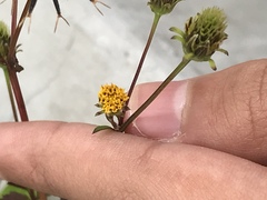 Bidens pilosa pilosa