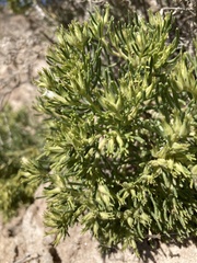 Nama carnosa