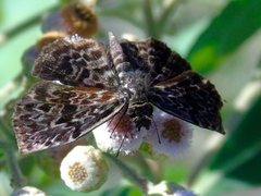 Cycloglypha thrasibulus thrasibulus