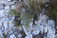 Indigofera alopecuroides