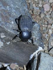 Gonopus