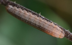Tenthredopsis litterata
