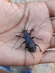 Carabus violaceus picenus