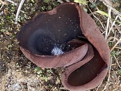 Peziza badiofusca